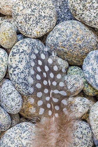 USA, Washington State, Seabeck. Close-up of spotted guinea fowl feather on rocks. Art Print